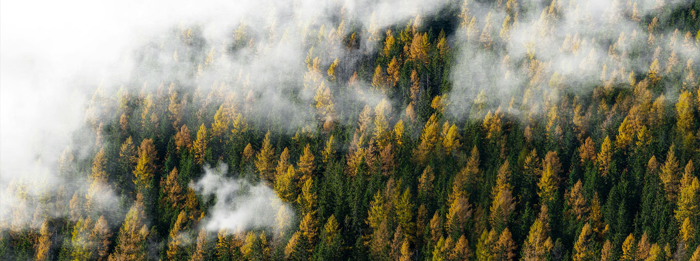 Schwarzwald von oben