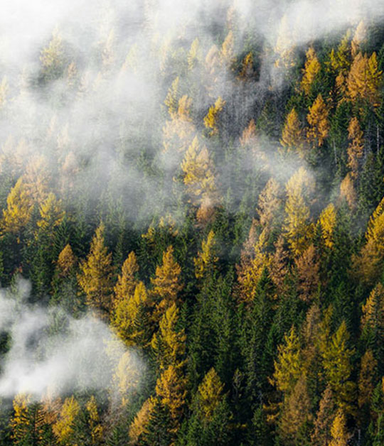 Schwarzwald von oben